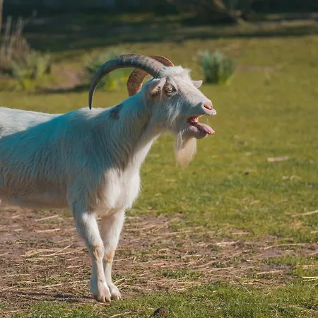 Himmelsbesen - Inselhof Lejlighed