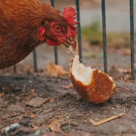 Lejlighed Himmelsbesen - Inselhof *